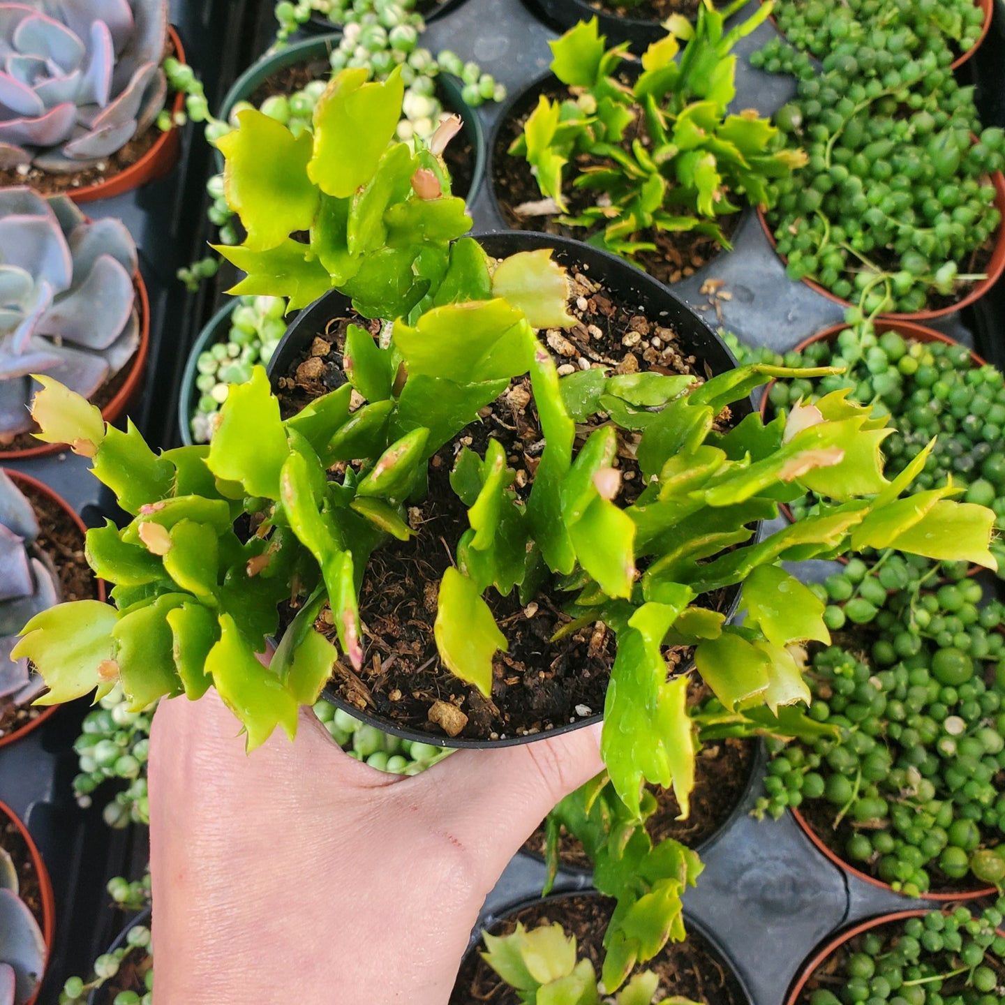 Schlumbergera truncata 'Thanksgiving Cactus'